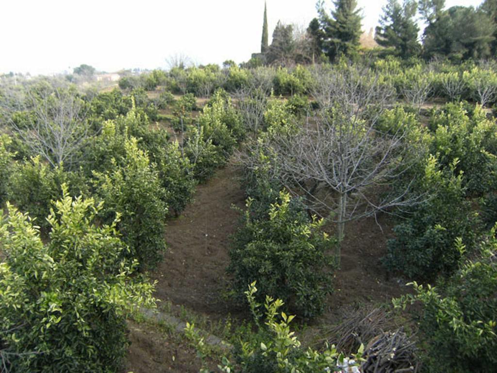 Bed and Breakfast Baglio Delle Rose Giarre Exterior foto