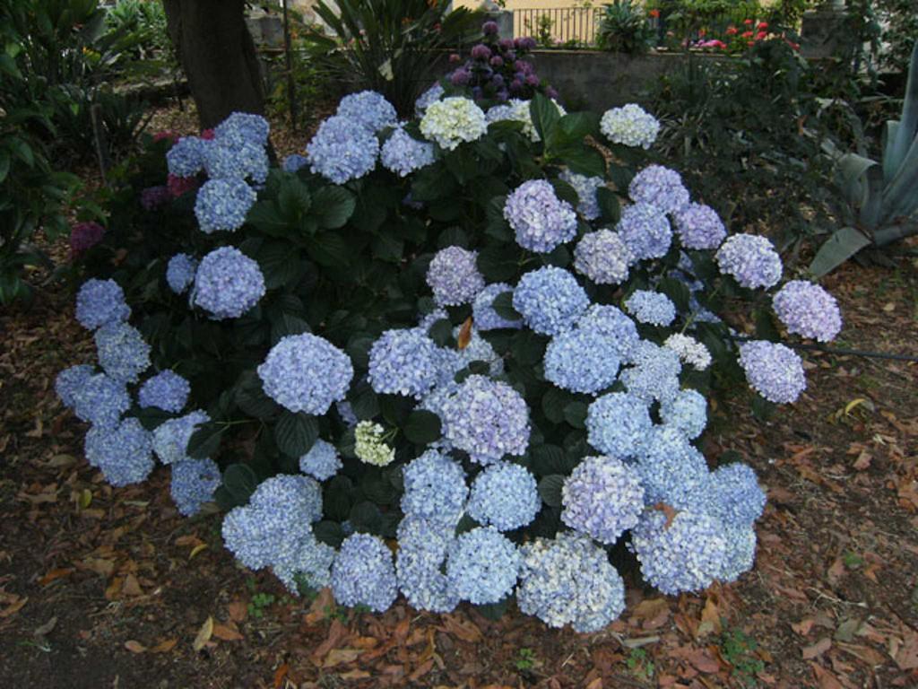 Bed and Breakfast Baglio Delle Rose Giarre Exterior foto