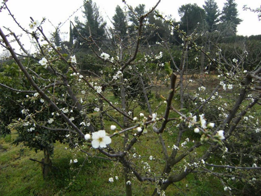 Bed and Breakfast Baglio Delle Rose Giarre Exterior foto